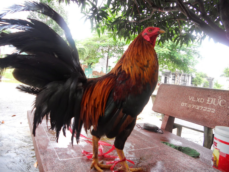 Gà Lai Mỹ 75  Giá Mềm! - 1