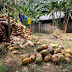 Menurunnya harga kelapa, membuat petani semakin terpuruk