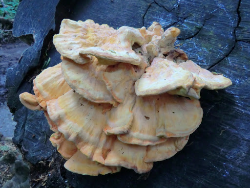 CIMG8586 Sulphur polypore on yew stump