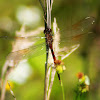 Four-spotted Pennant Dragonfly