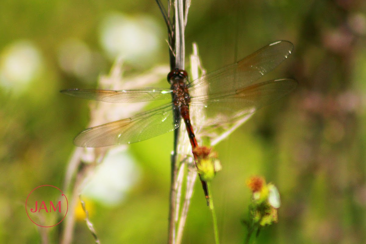 Four-spotted Pennant Dragonfly