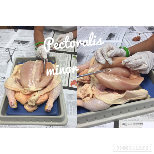 Anatomy and Physiology Blog: Chicken Dissection Analysis