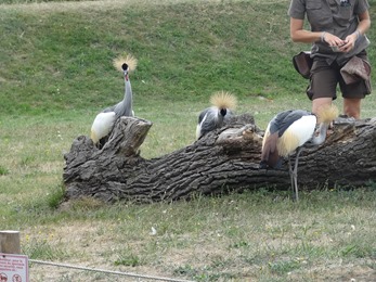 2018.08.25-032 grues couronnées