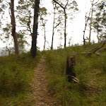 Track amongst forest near Gap Creek viewpoint in the Watagans (322922)