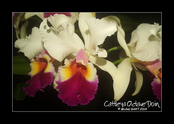 Cattleya Octave Doin Cattleya_Octave%2BDoin2