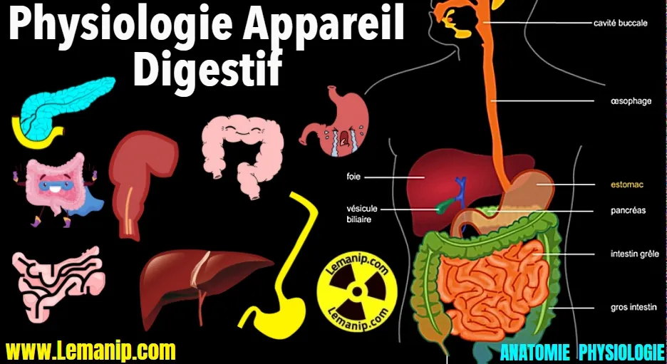 Appareil Digestif: Physiologie