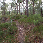 Track to Lapstone Nepean View (146610)