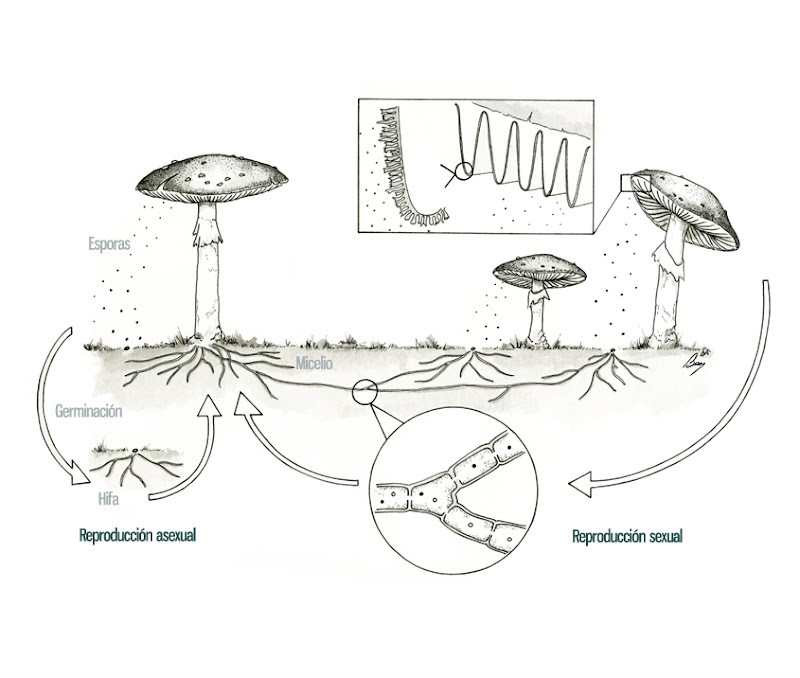 Reproducción de los hongos. Ilustraciones para la exposición El mundo de los hongos, en Torre Madariaga-Torre de la Biodiversidad. Para Ortzadar S.L.