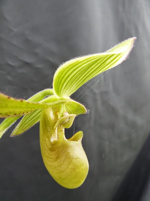 Paphiopedilum javanicum P1040389