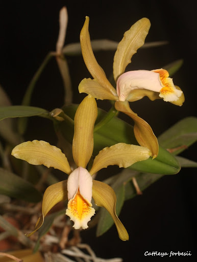 Cattleya forbesii IMG_2880b%2520%2528Medium%2529