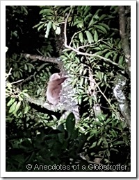 My Sloth Spotting