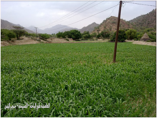 طور الباحة ام ريف الجنوب وجنته , صور جنااااااان 26