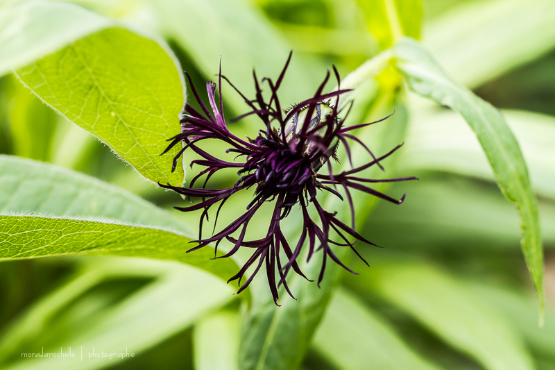 Centaurea Black Sprite Centaurea-black-sprite-130610-14rm