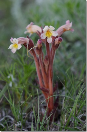 Wildflowers4