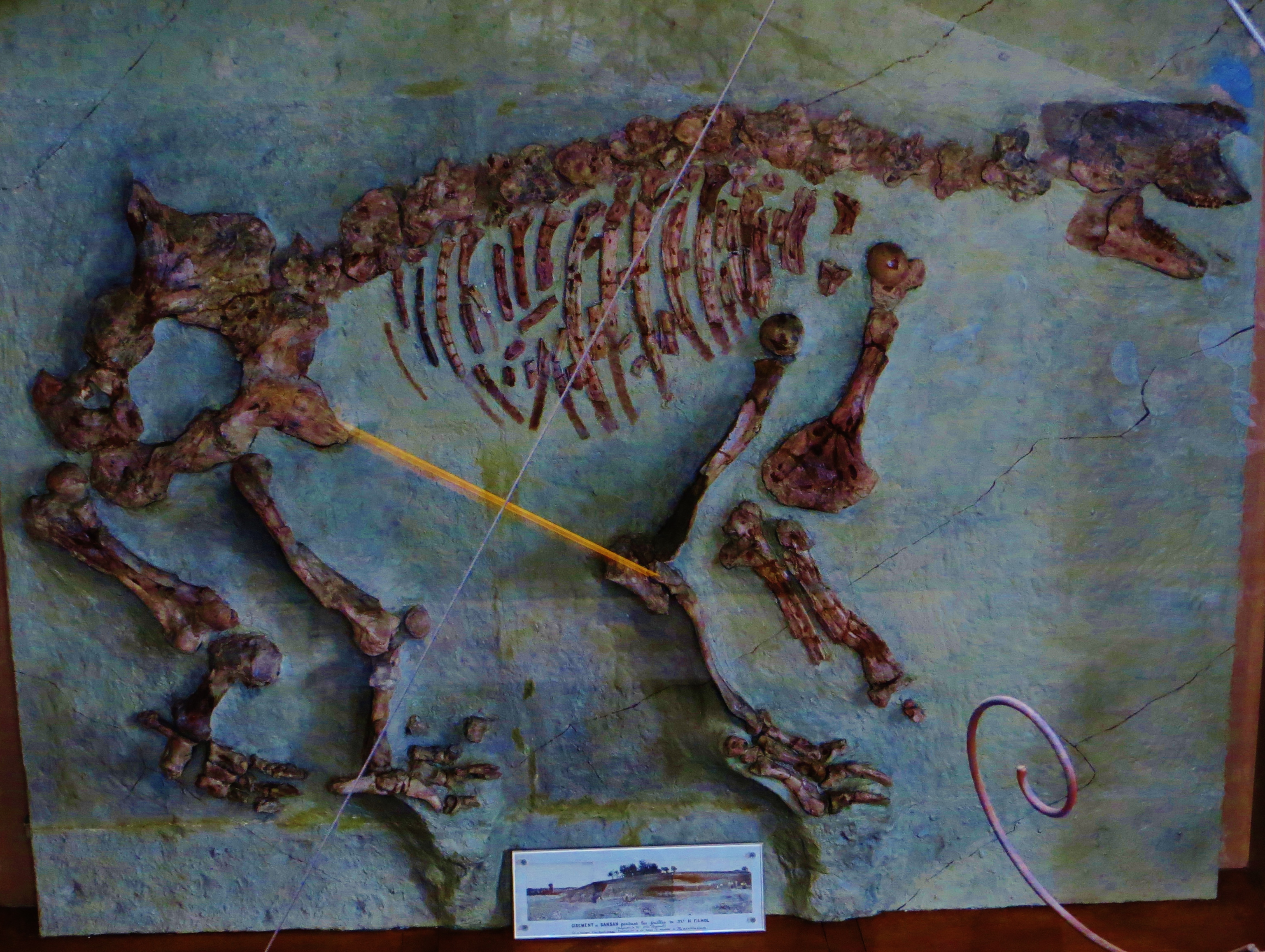 파일:external/upload.wikimedia.org/Macrotherium_sansaniense_composite_skeleton.jpg