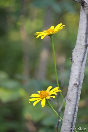 False Sunflower Heliopsis helianthoides