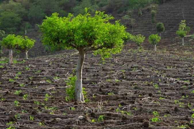 ARVORE DA VIDA arvores de moringa 01