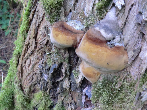 CIMG8383 Fungus on willow tree