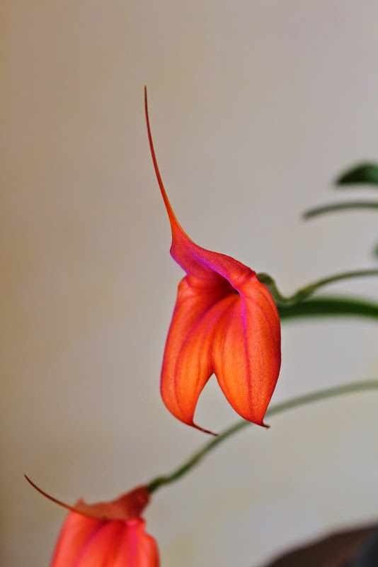 Masdevallia hybride orange IMG_1515