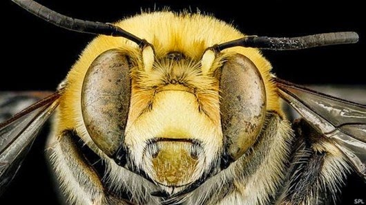 150410114811_bees_closeup_624x351_spl