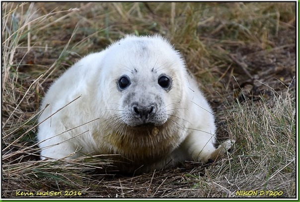 Donna Nook - November