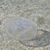 Moon jellyfish