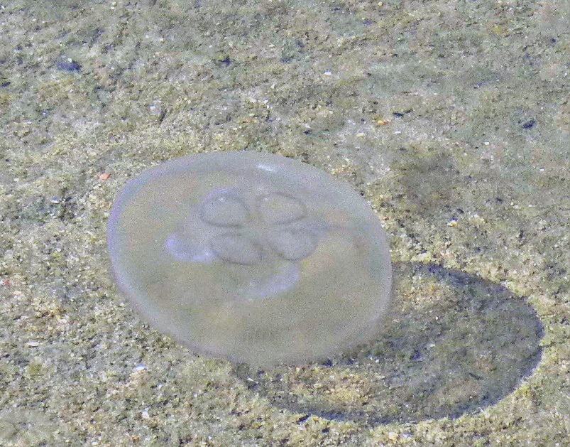 Moon jellyfish