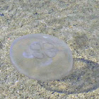 Moon jellyfish