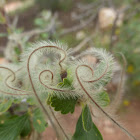 Mountain Mahogany