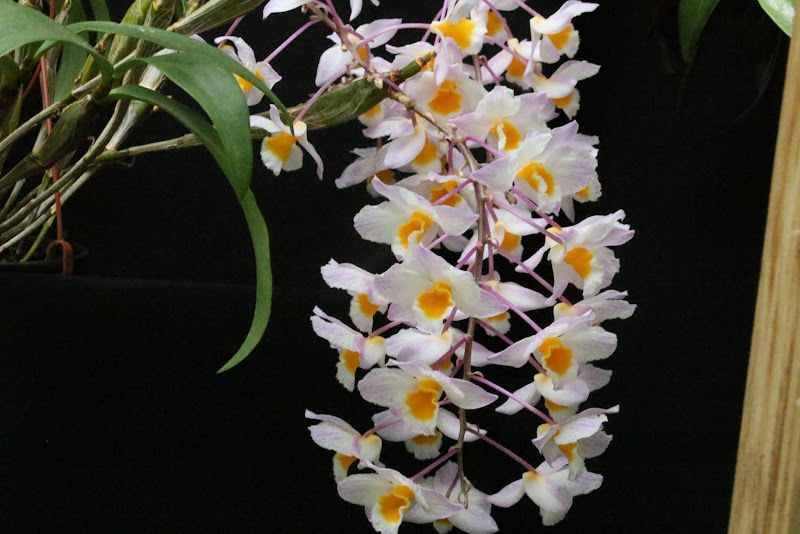 Dendrobium farmeri IMG_6702