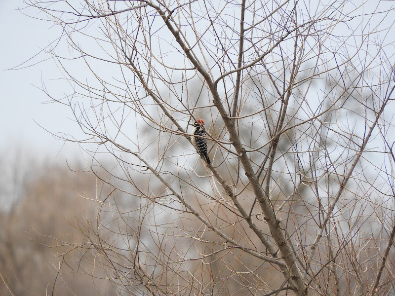 Nutall's Woodpecker