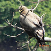 Steppe eagle