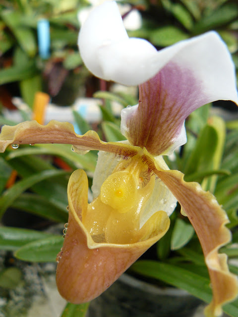 Paphiopedilum coccineum P1050452