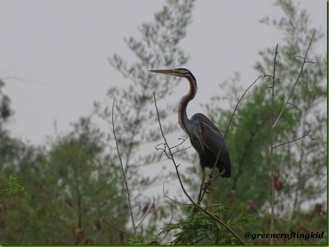 Purple Heron