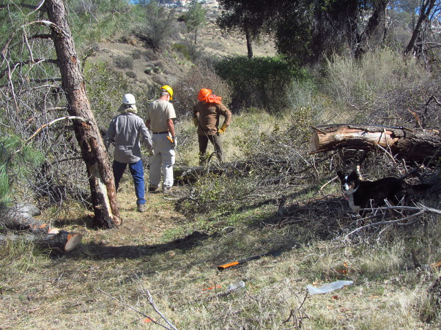 another trunk behind the first one