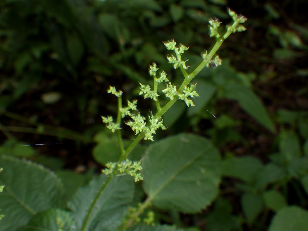 ムカゴイラクサ Laportea Bulbifera Familiar Flowers 2