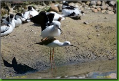 Slimbridge WWT - June