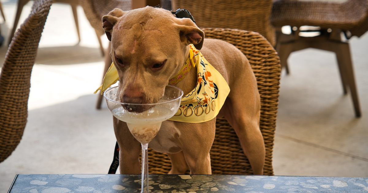 Pet-Friendly Restaurants