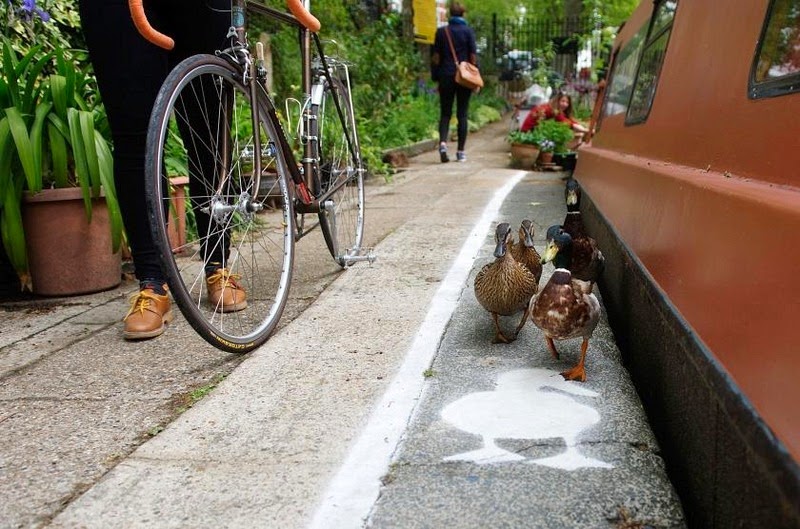 duck-lanes-canal-river-trust-1