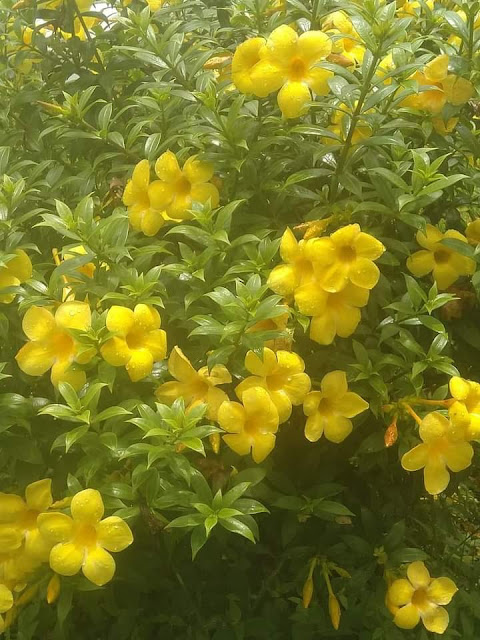 Allamanda cathartica  LFamily: Apocynaceae Trivandrum Kerala India