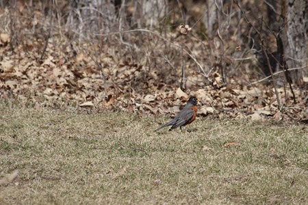 Robin  April 29