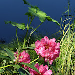 Arboretum de la Vallée-aux-Loups