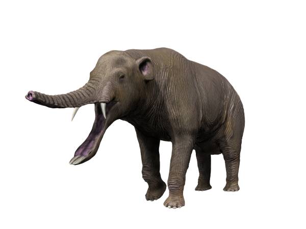 파일:external/upload.wikimedia.org/Platybelodon_NT_small.jpg