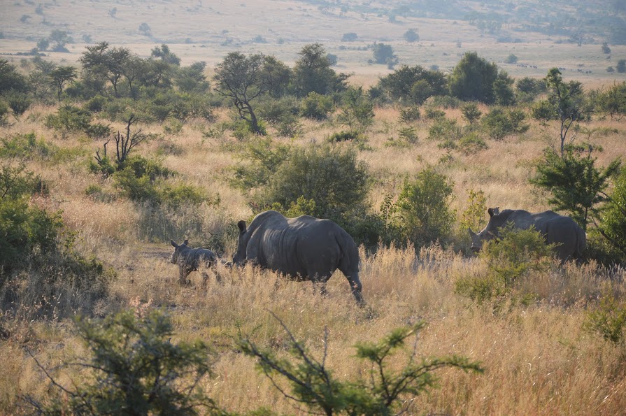 16 DIAS EN SUDAFRICA POR LOSFRATI - Blogs de Sudáfrica - DIA 2 y 3 PILANESBERG NATIONAL PARK (9)