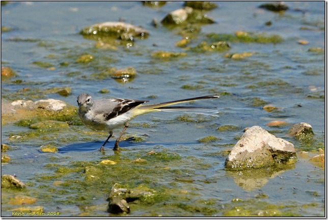 Slimbridge WWT - June