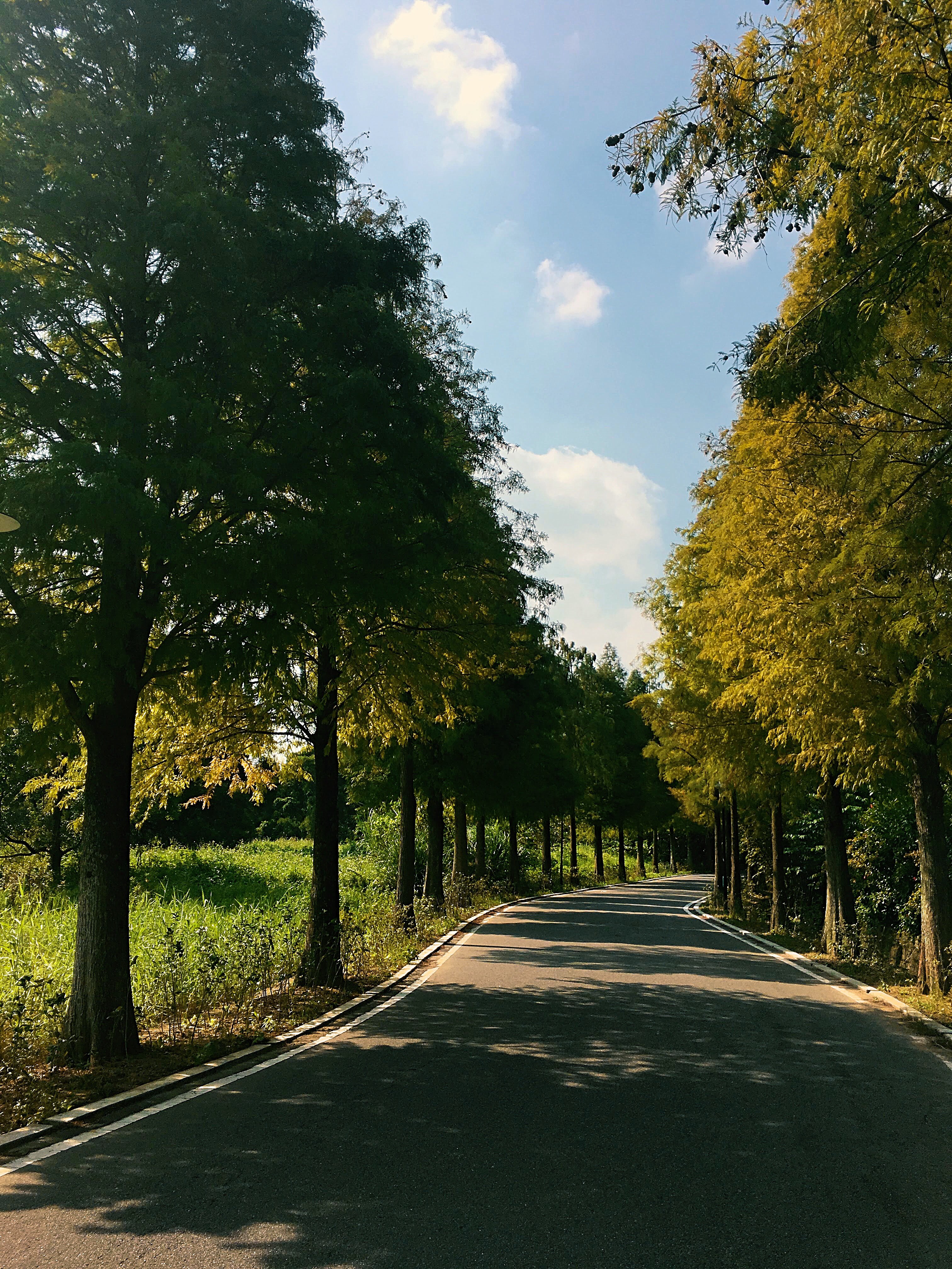 daxi, bald cypress, taoyuan, Taiwan