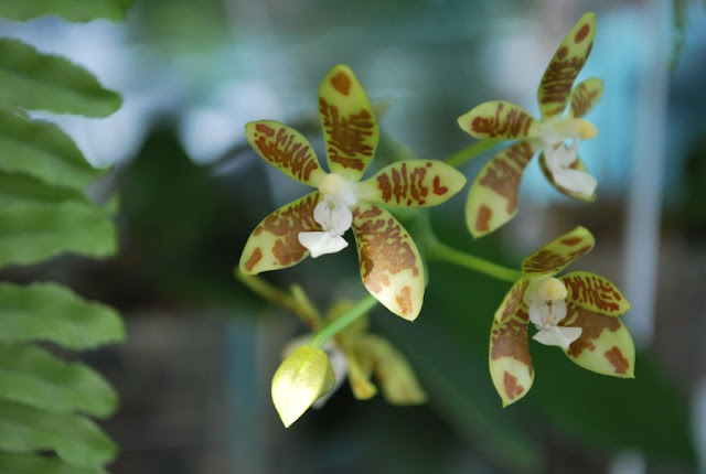 Phalaenopsis kunsteri или fuscata - Страница 2 DSC_0466