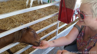 Indiana State Fair, Aug, 2015 - Krissy gives a treat to an adorable Pigmy goat.