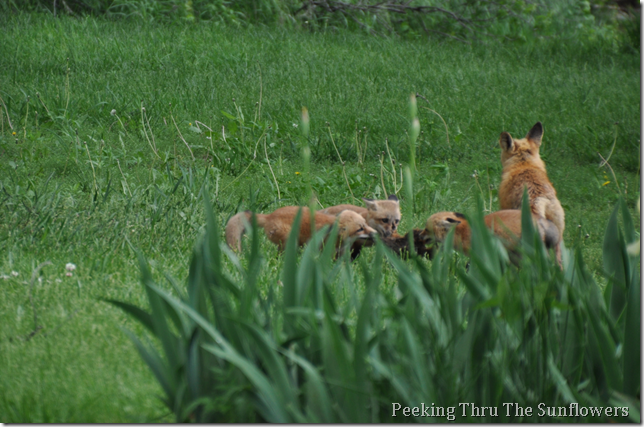 cubs3