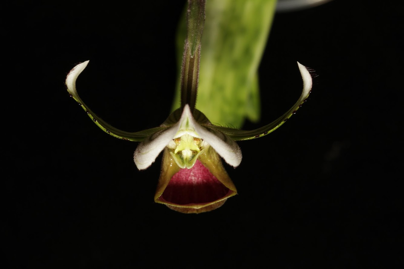 Paphiopedilum hennisianum IMG_2866